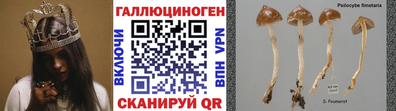 сколько стоит  Калининец  Галлюциногенные грибы MAGIC MUSHROOMS 